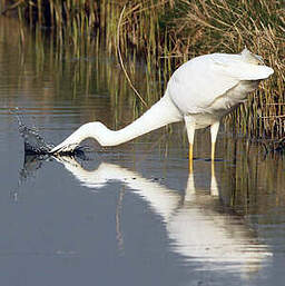 Grande Aigrette