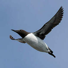 Guillemot de Troïl