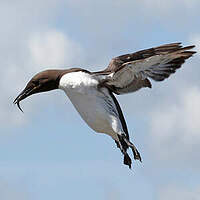 Guillemot de Troïl