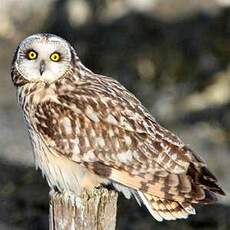 Hibou des marais