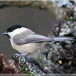 Mésange boréale