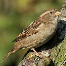 Moineau domestique