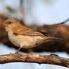 Moineau sud-africain