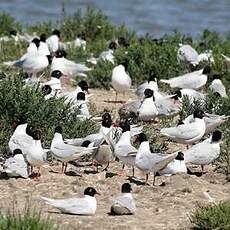 Mouette mélanocéphale