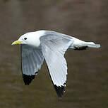 Mouette tridactyle