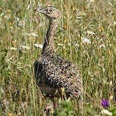 Outarde canepetière