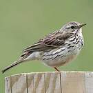Pipit farlouse