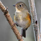 Robin à flancs roux