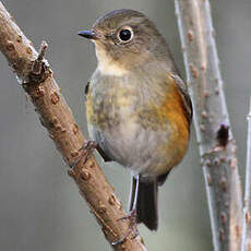 Robin à flancs roux