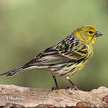 Serin des Canaries