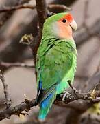 Rosy-faced Lovebird