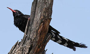 Violet Wood Hoopoe