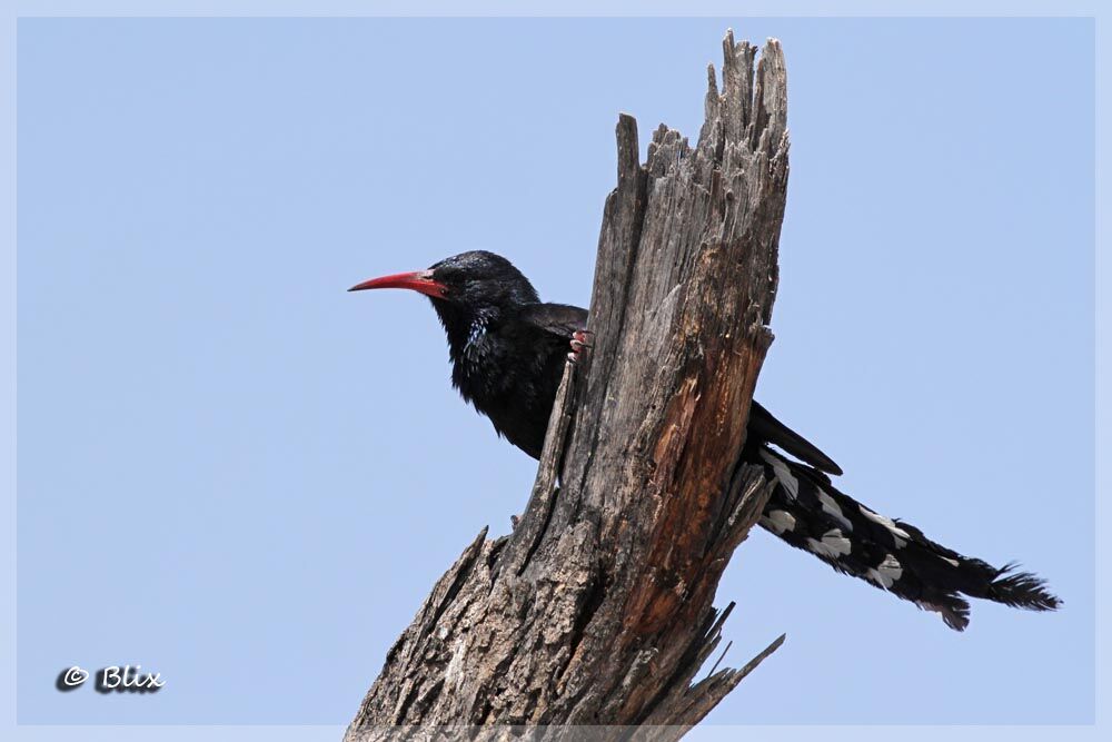 Violet Wood Hoopoe