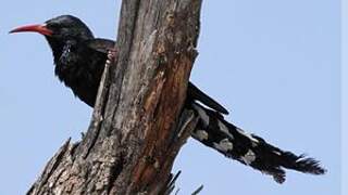 Violet Wood Hoopoe