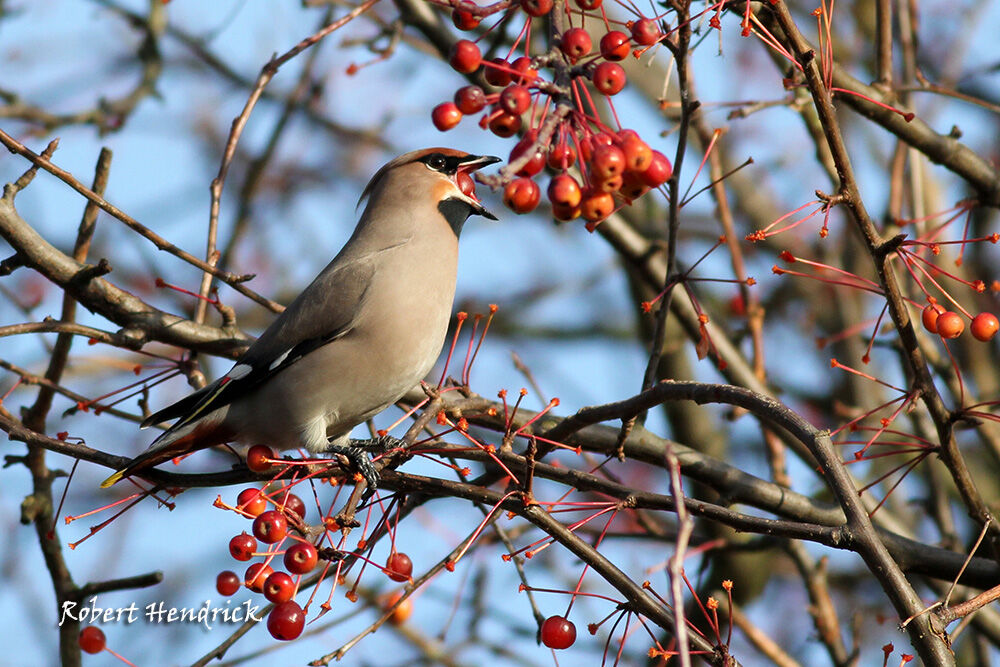 Bohemian Waxwing