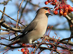 Bohemian Waxwing