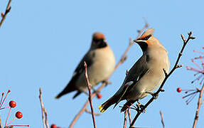 Bohemian Waxwing