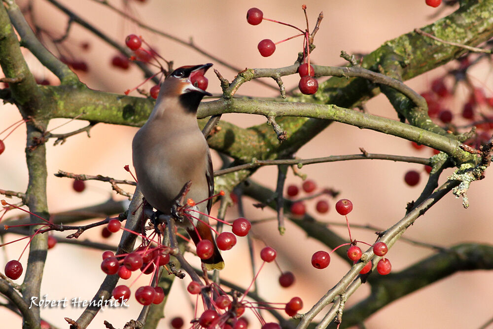 Bohemian Waxwing