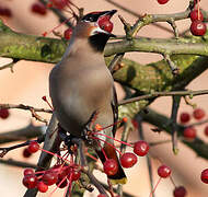 Bohemian Waxwing