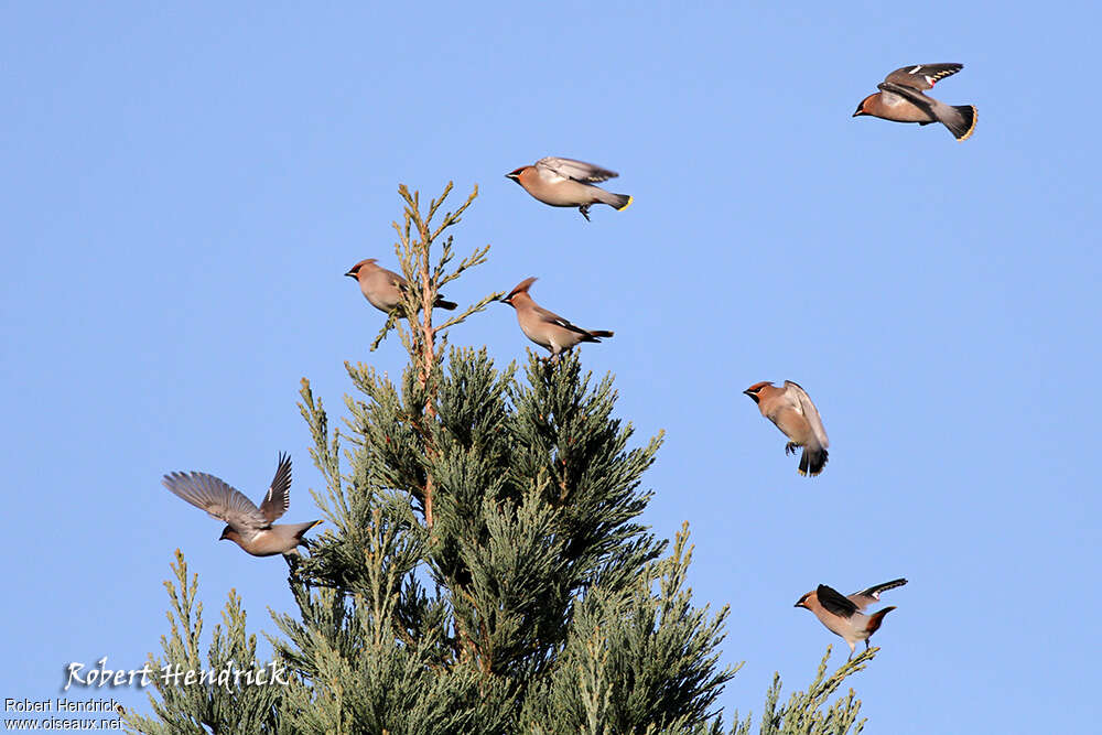 Bohemian Waxwing, Flight