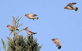 Bohemian Waxwing