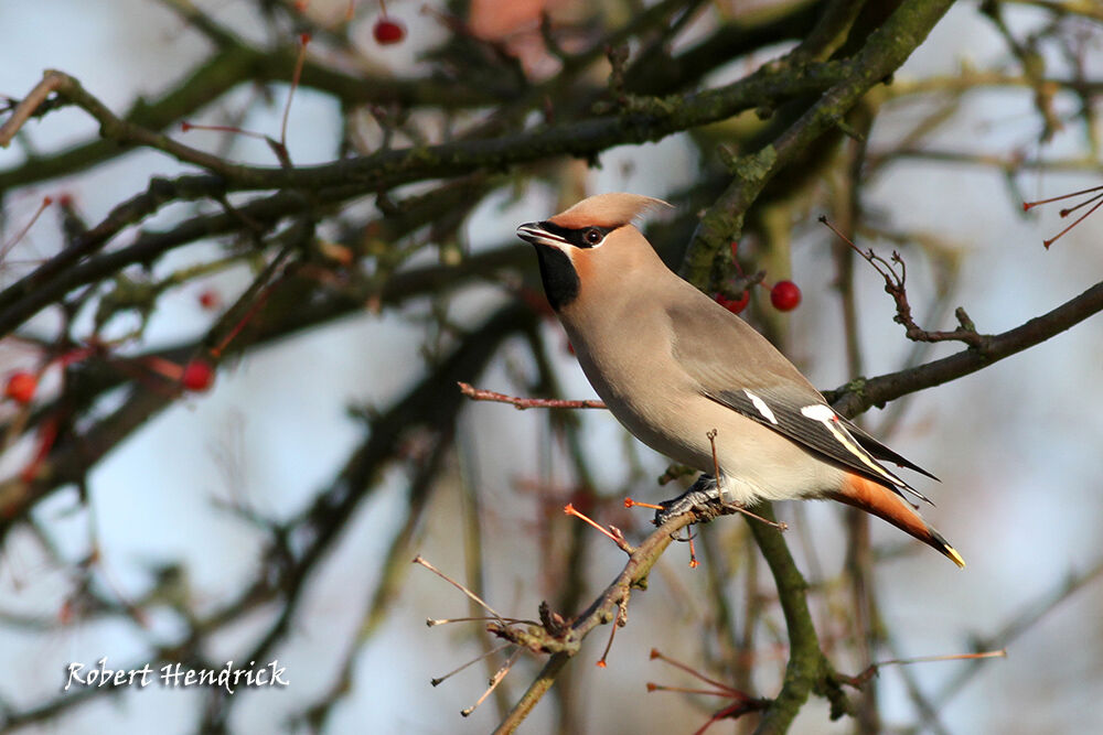 Bohemian Waxwing