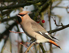 Bohemian Waxwing