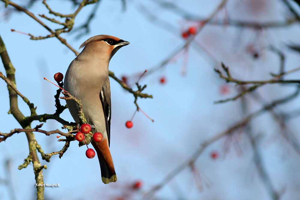 Bohemian Waxwing