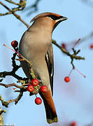 Bohemian Waxwing