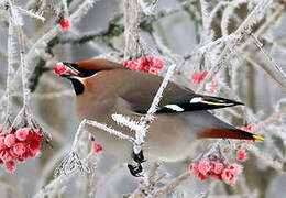 Bohemian Waxwing