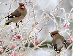 Bohemian Waxwing