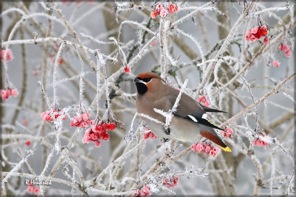 Bohemian Waxwing