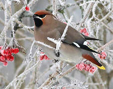 Bohemian Waxwing