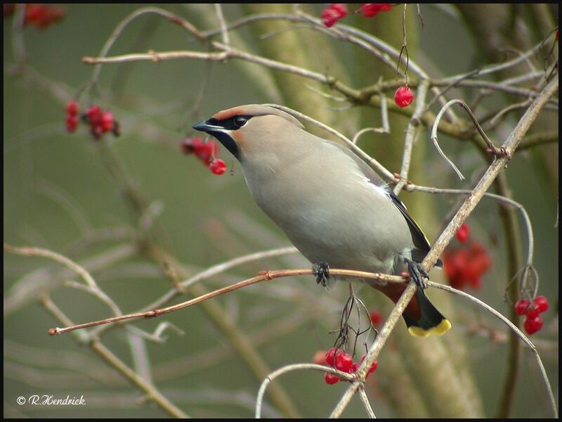 Bohemian Waxwing