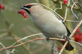 Bohemian Waxwing