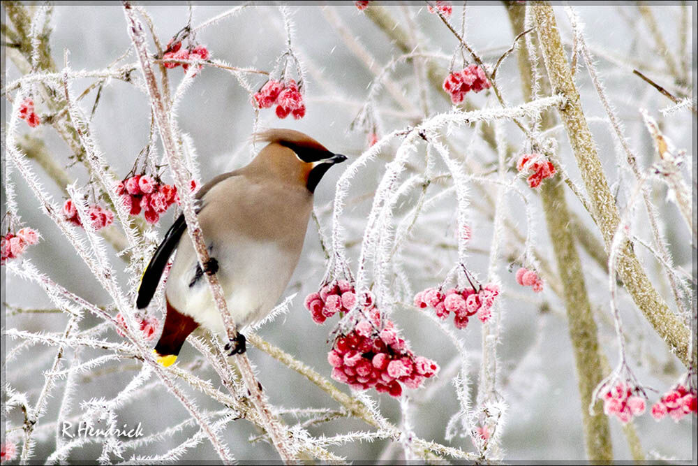 Bohemian Waxwing