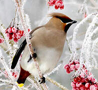 Bohemian Waxwing