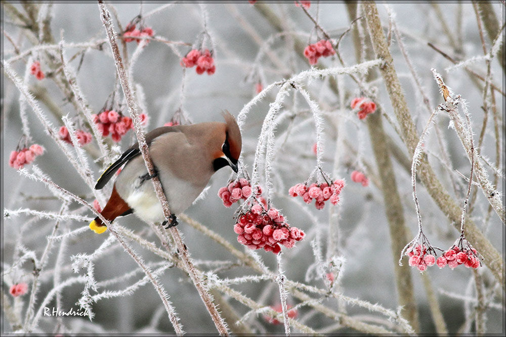 Bohemian Waxwing