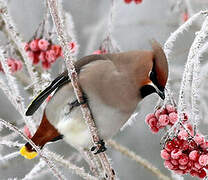 Bohemian Waxwing