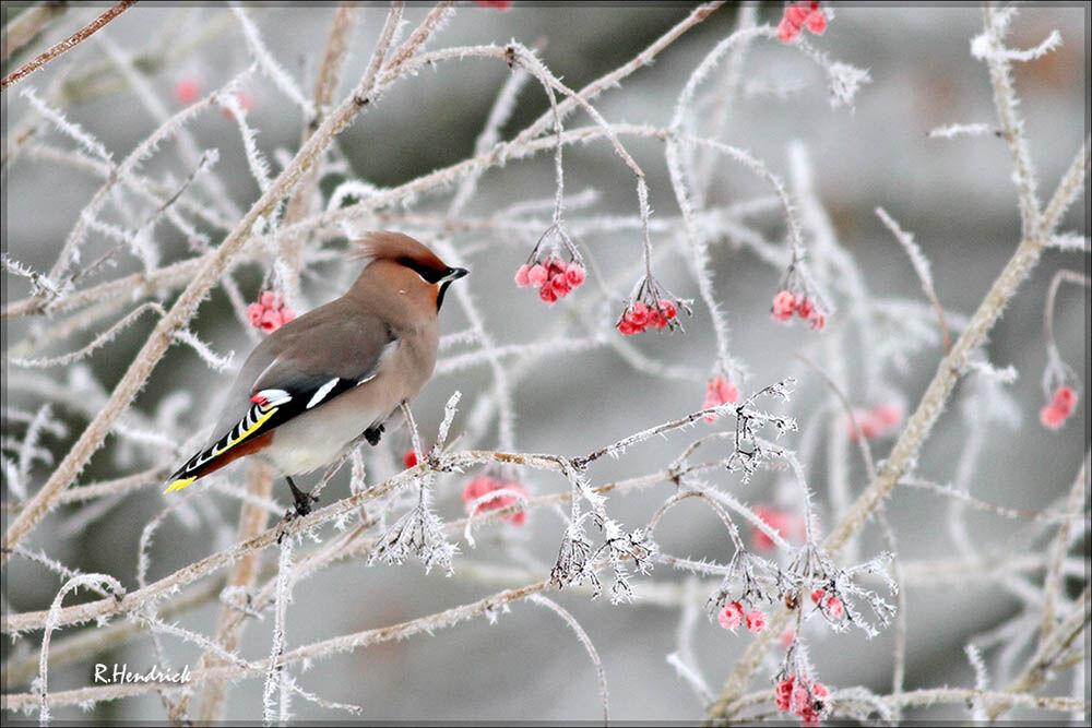 Bohemian Waxwing