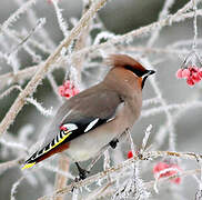 Bohemian Waxwing