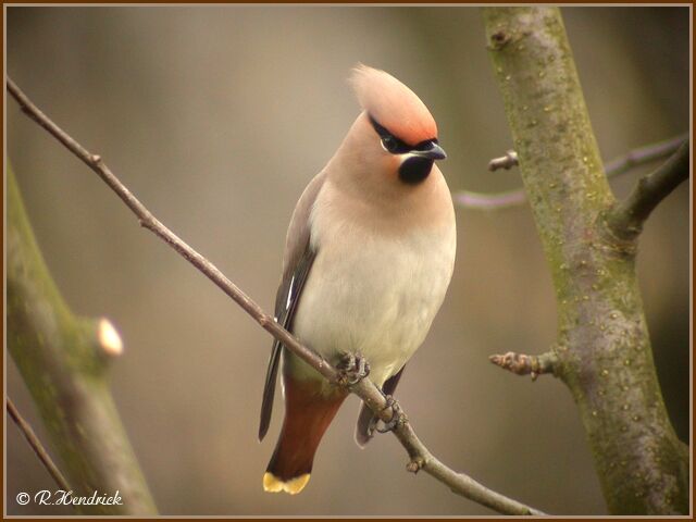 Bohemian Waxwing