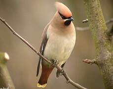 Bohemian Waxwing