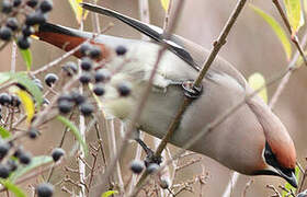 Bohemian Waxwing