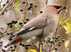 Bohemian Waxwing