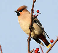 Bohemian Waxwing