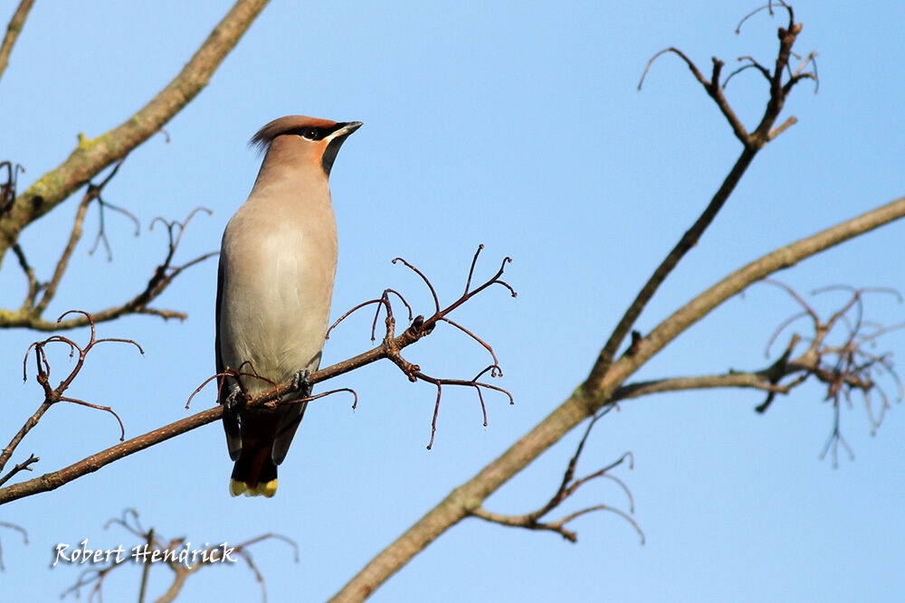 Bohemian Waxwing