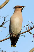 Bohemian Waxwing