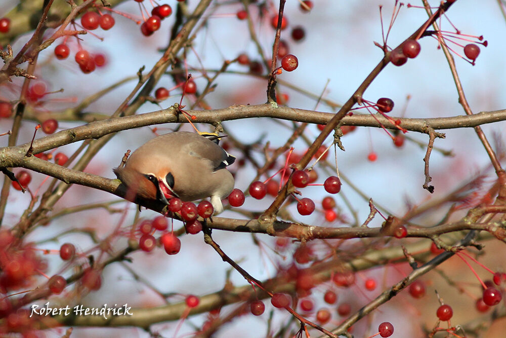 Bohemian Waxwing