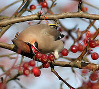 Bohemian Waxwing